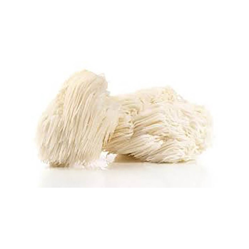 Hericium erinaceus (MELENA DE LEÓN)
