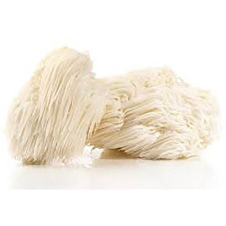 Hericium erinaceus (MELENA DE LEÓN)
