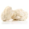 Hericium erinaceus (MELENA DE LEÓN)