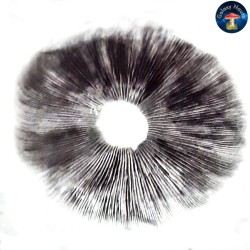 IMPRESIÓN DE ESPORAS